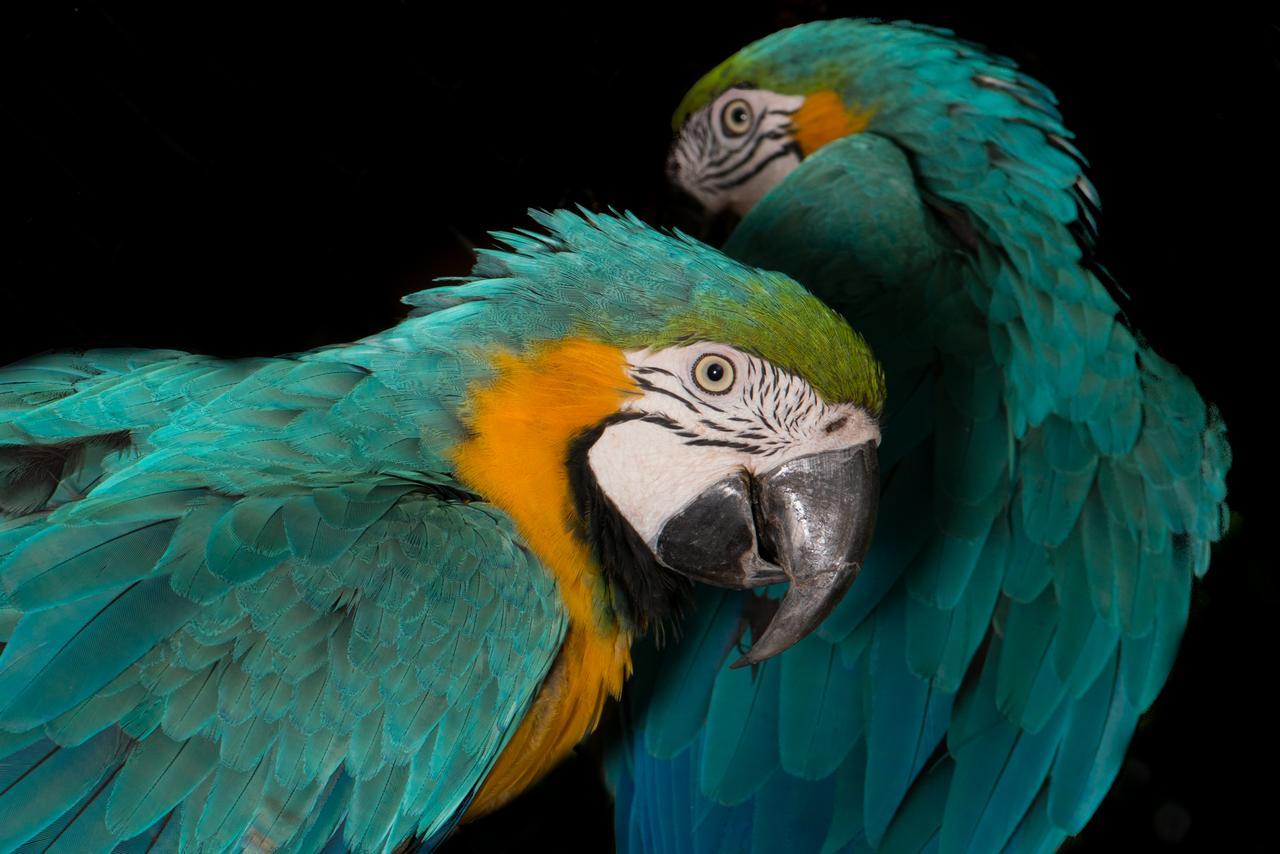 イトゥー Fazenda Capoavaヴィラ エクステリア 写真